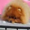 Chao Yang Gong profile