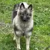 von den Mühlenwölfen profile