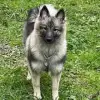 von den Mühlenwölfen profile