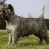 of Black Rockys profile