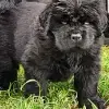 von den Schwarzwald Bären profile
