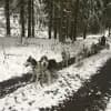 from Sled Dog Valley profile