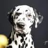 COF Spots Dalmatiner profile