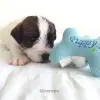 Little Dream profile