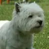 vom Büchig profile