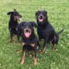 Beauceron von Hexenclan profile