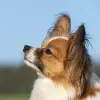 Springsalabim profile