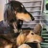 Elazad profile