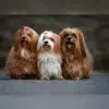 Dolce Vita Havanese profile