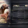 nzuri kabila profile