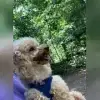 Cani Royale profile