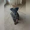Golden Go Go Girl`s profile