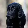 Leo’s Flat Pearls profile