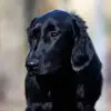 Leo’s Flat Pearls profile