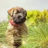 Sophisticated Wheaten profile