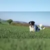 von den Kraichgau Hügeln profile