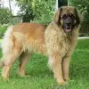 Löwe von Gut Eiferslohn profile