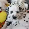 Shining Spots profile