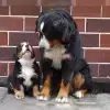 vom Thüringenberner profile