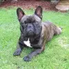 French Bulldog of Rodau profile