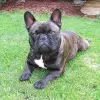 French Bulldog of Rodau profile