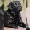 Zeuthens profile