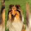 vom Postberg profile