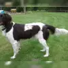 von der Bergaue profile