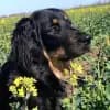 vom Kallenbach profile