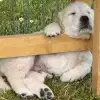 Born to live in pack profile