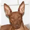 Golden Nugget’s Gold profile