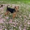 Crumble Cracker Welsh Terrier  profile