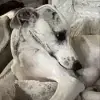 Wahrdigarr’s profile