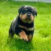 vom Goligo profile