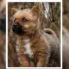 of Human's best Friend profile