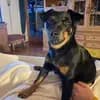 Hundezucht vom Heinzelhof  profile
