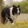 of Chaplin’s Home profile
