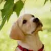 Labradorzucht von der alten Oberförsterei profile