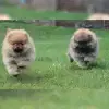 Timeless Poms profile