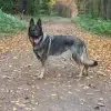 von Osthessen profile