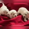 Happy Coton World profile
