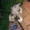 Leinewolfies profile