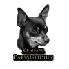 Parvus Fidius profile