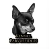 Parvus Fidius profile