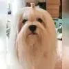 Little Charming Dog’s profile