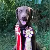 Witchess profile