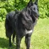 von canis lupus pallipes profile