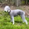 Zylberberg profile