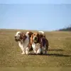 von den Waldelfen profile