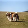 von den Waldelfen profile